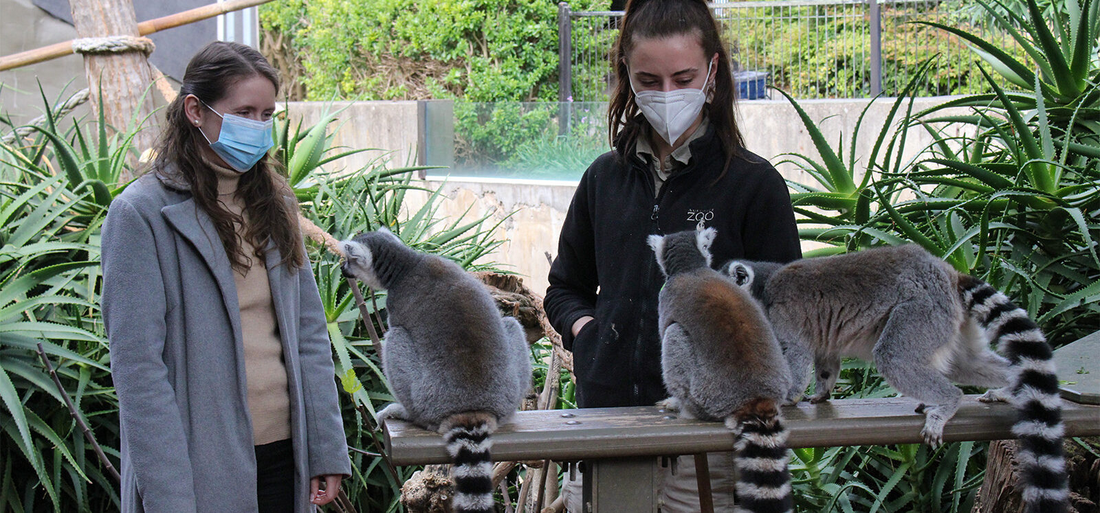 Boleto De Experiencia Detrás Del Escenario Del Zoológico De Adelaida Lemur Feeding