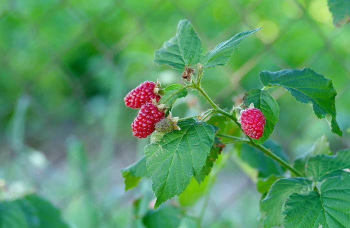 Insights for a Bountiful Harvest of Tayberries in Britain